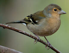 Common Chaffinch