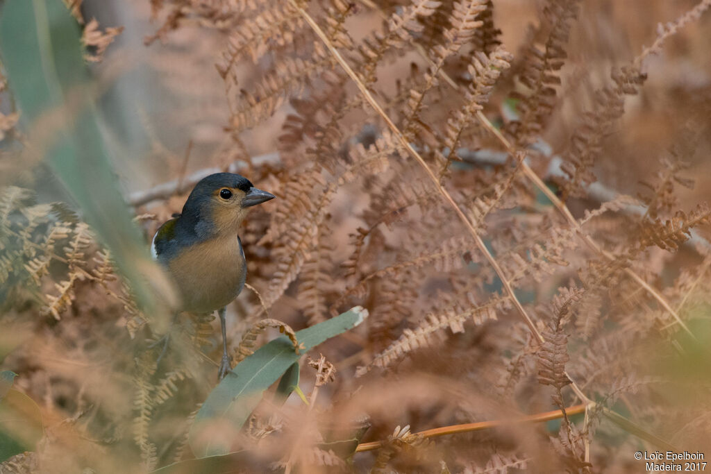 Common Chaffinch