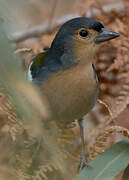 Eurasian Chaffinch