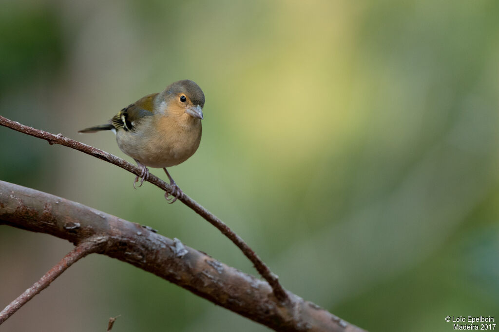 Common Chaffinch