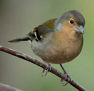 Eurasian Chaffinch