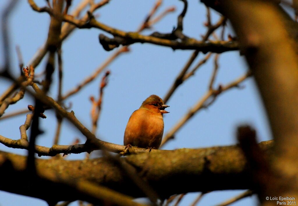 Common Chaffinch