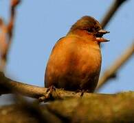 Eurasian Chaffinch