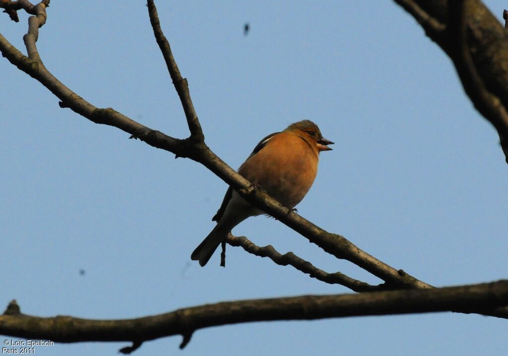 Eurasian Chaffinch