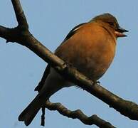 Eurasian Chaffinch