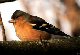 Common Chaffinch