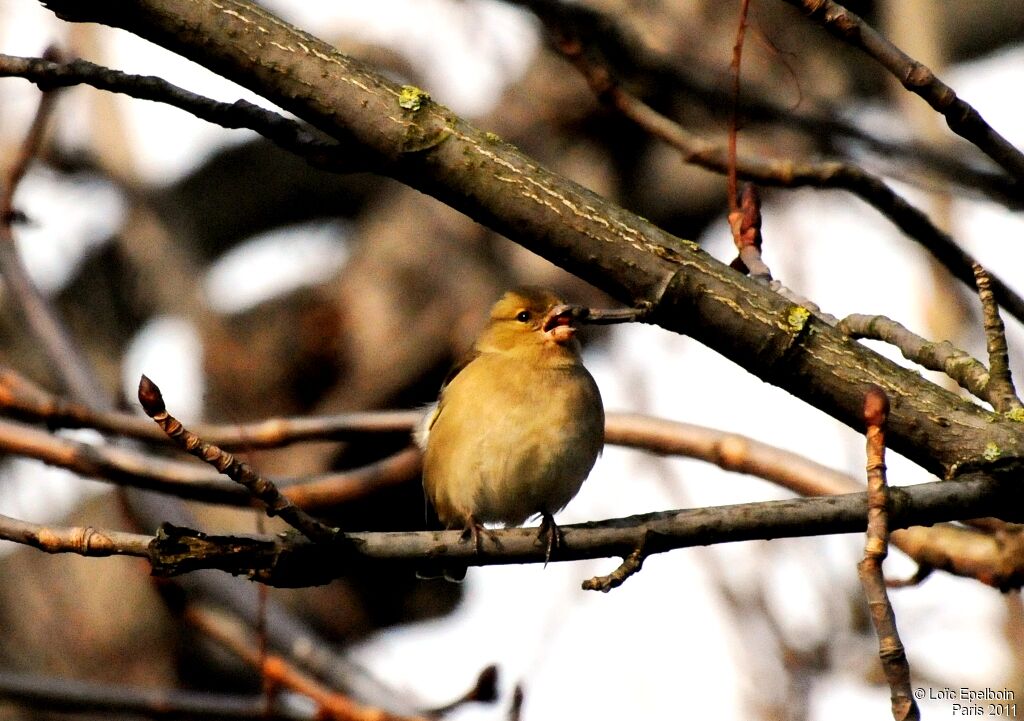 Eurasian Chaffinch