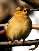 Eurasian Chaffinch