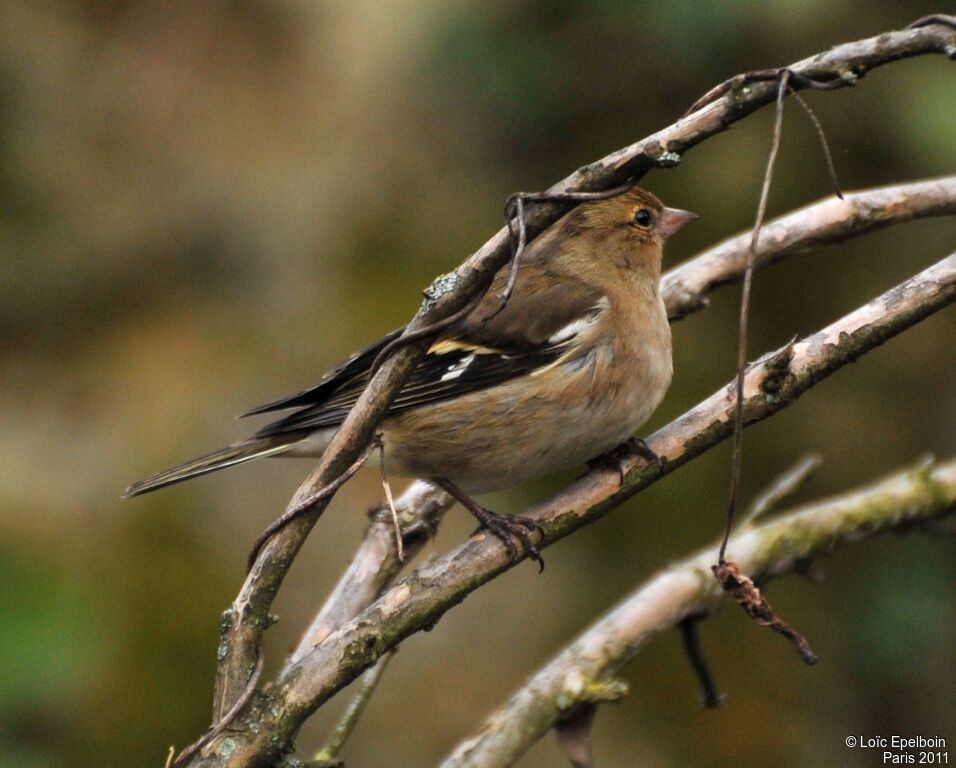 Common Chaffinch