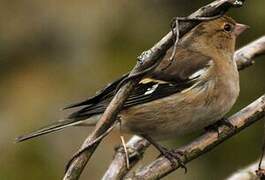 Eurasian Chaffinch