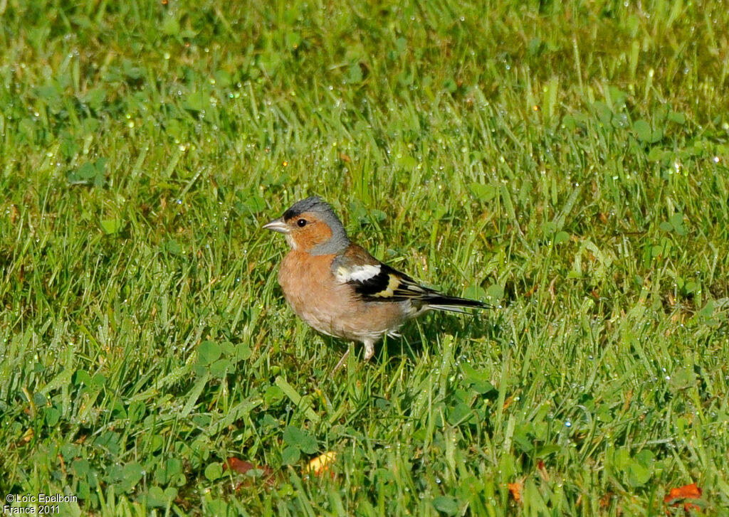 Common Chaffinch