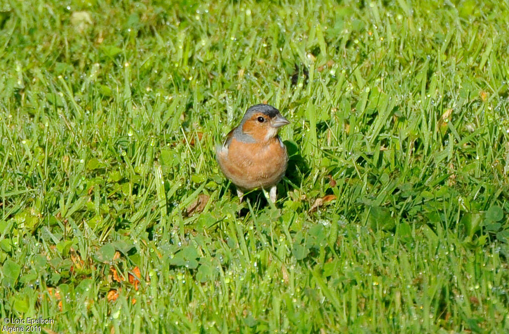 Common Chaffinch