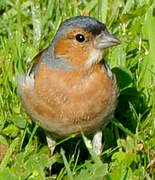 Eurasian Chaffinch