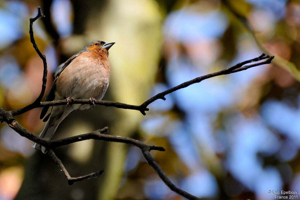 Eurasian Chaffinch