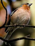 Eurasian Chaffinch