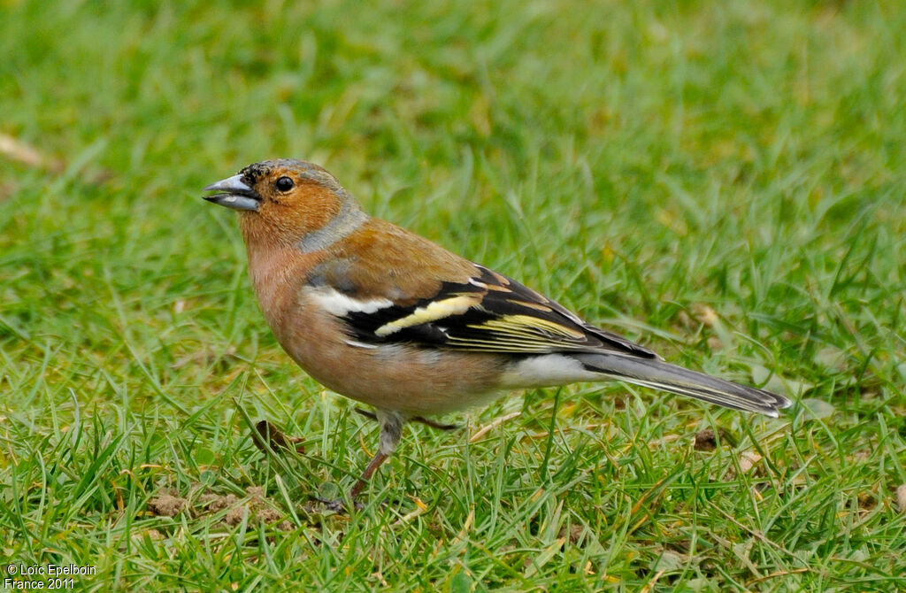 Eurasian Chaffinch