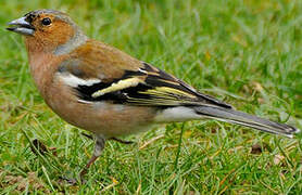 Eurasian Chaffinch