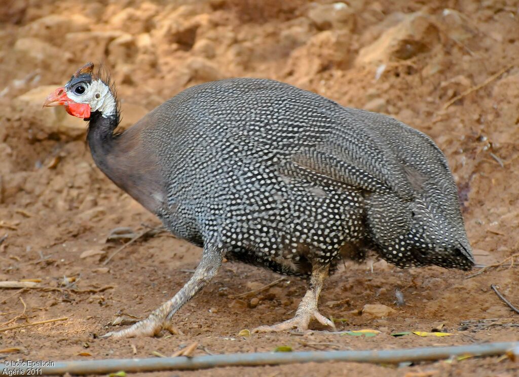 Helmeted Guineafowl