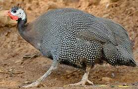 Helmeted Guineafowl