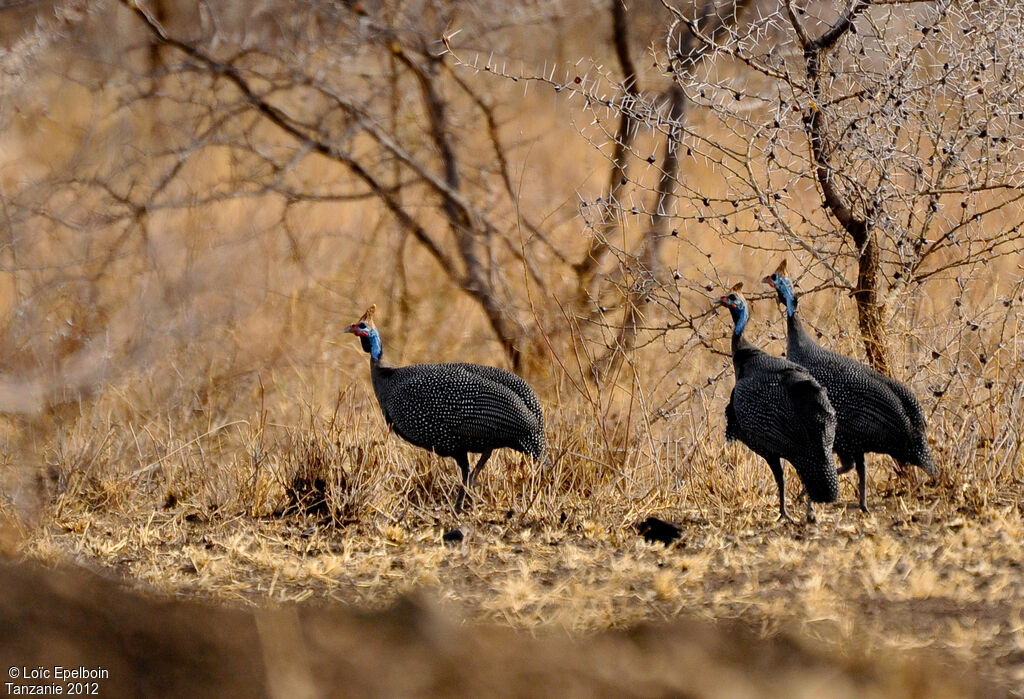 Helmeted Guineafowl