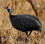 Helmeted Guineafowl