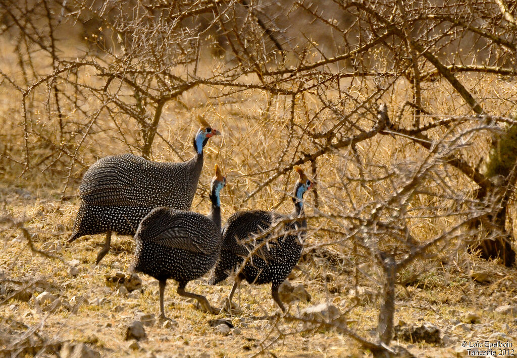 Helmeted Guineafowl