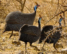 Helmeted Guineafowl