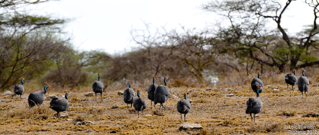 Helmeted Guineafowl