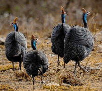 Helmeted Guineafowl