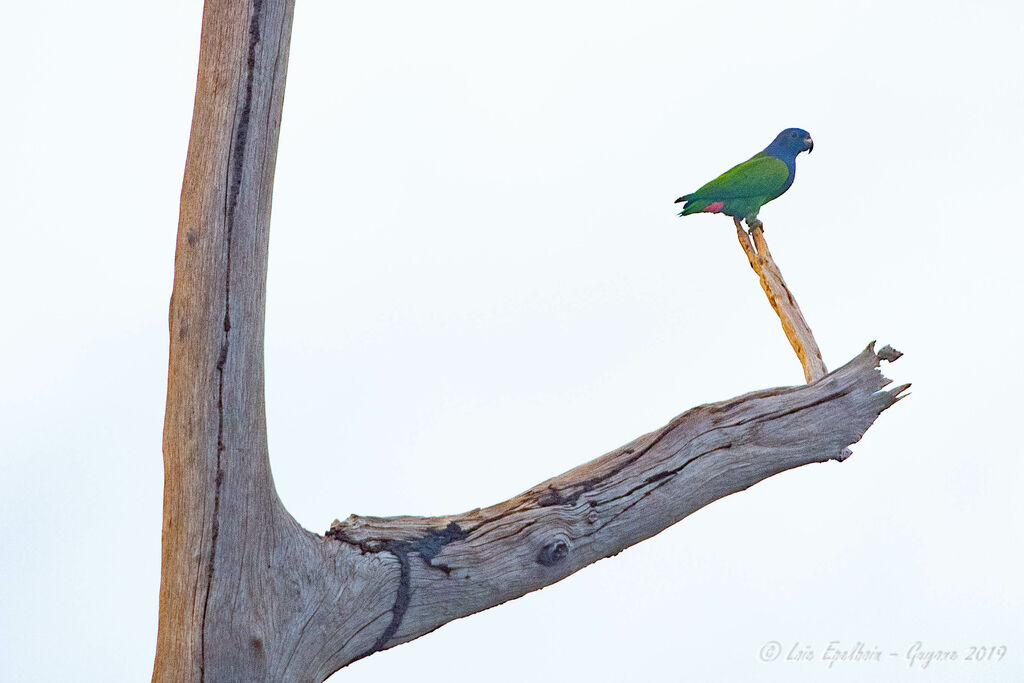 Blue-headed Parrot