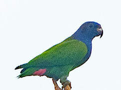 Blue-headed Parrot