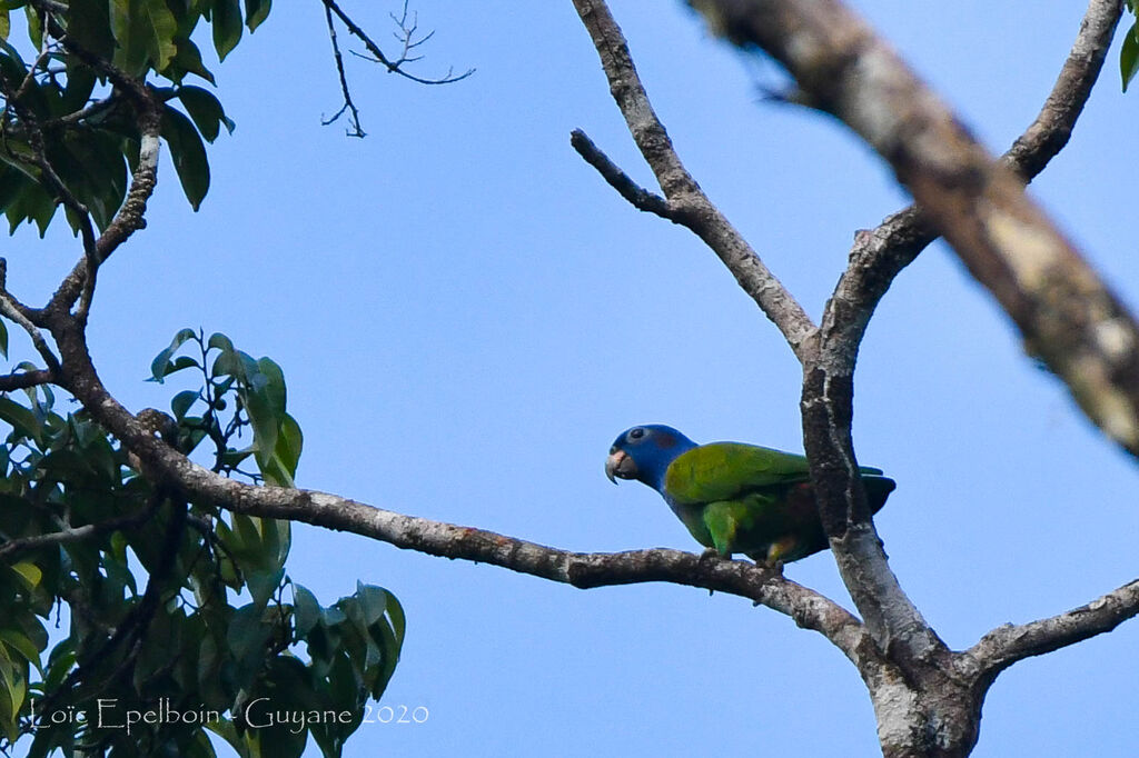 Blue-headed Parrot