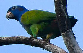 Pione à tête bleue