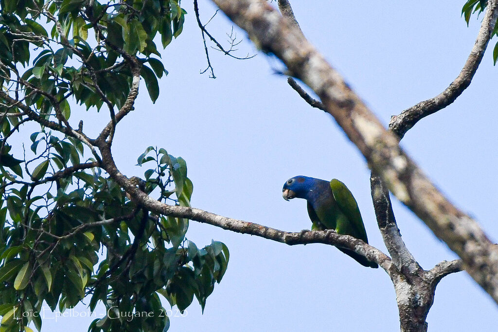 Blue-headed Parrot