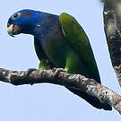 Pione à tête bleue
