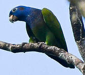 Pione à tête bleue