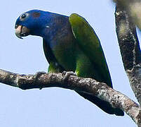 Blue-headed Parrot