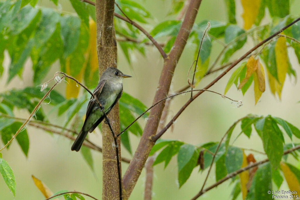 Eastern Wood Pewee