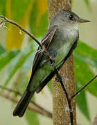 Eastern Wood Pewee