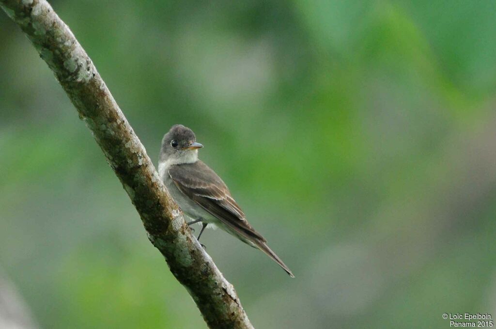 Pioui de l'Est1ère année, identification