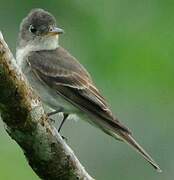 Eastern Wood Pewee