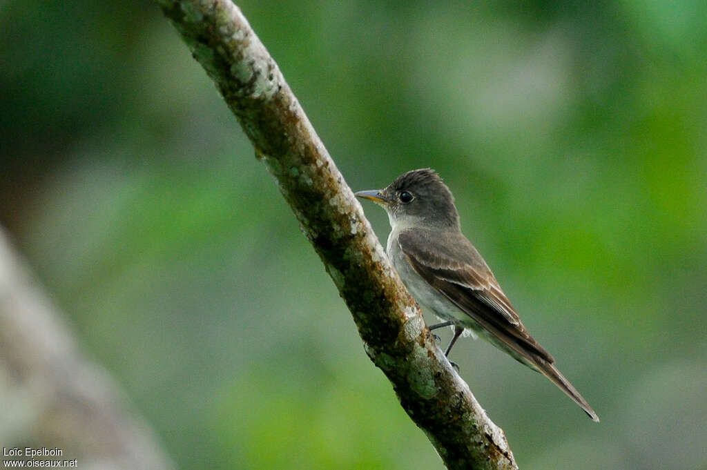 Eastern Wood PeweeFirst year, identification