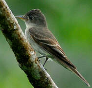 Eastern Wood Pewee