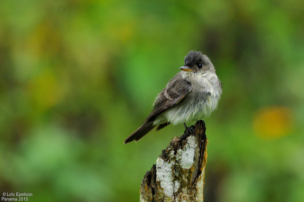 Eastern Wood Pewee