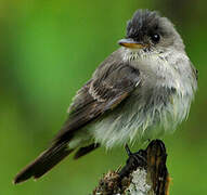 Eastern Wood Pewee