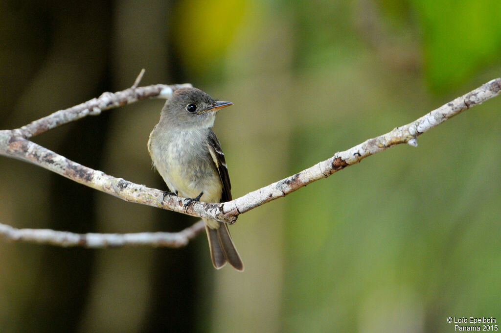 Eastern Wood Pewee