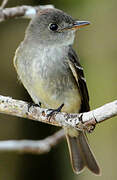 Eastern Wood Pewee