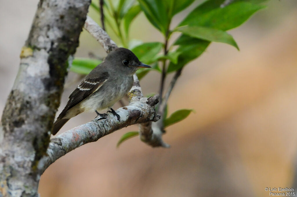 Eastern Wood Pewee