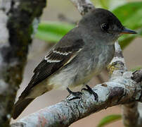 Eastern Wood Pewee