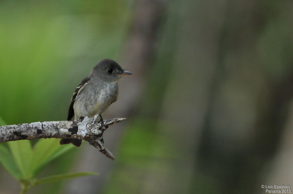 Eastern Wood Pewee